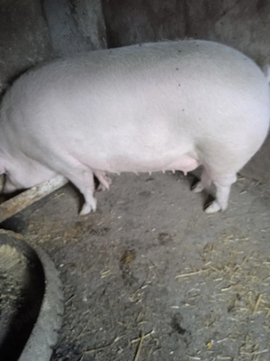Purcea de peste 250 kg   rasă de carne - imagine 2
