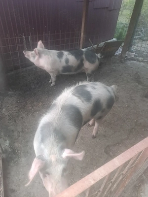 De vanzare porci grasi - imagine 2