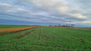 Vanzare Teren intravilan Frumusani 8000mp  - imagine 7