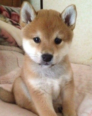 Akita japonez