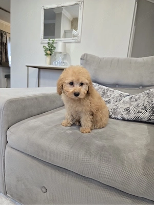 Maltipoo toy  - imagine 2