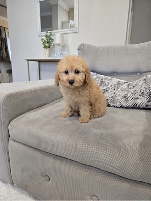 Maltipoo toy  - imagine 3