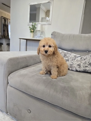Maltipoo toy 