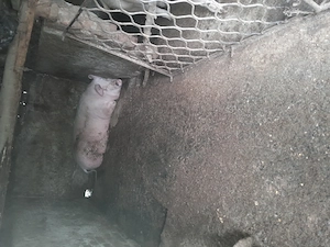 Porci de vânzare 
