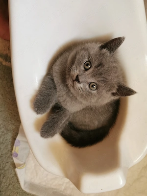 British shorthair blue - imagine 3