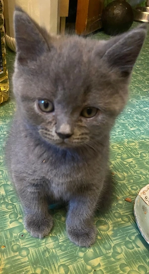British shorthair blue - imagine 2