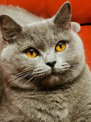 British shorthair blue - imagine 5