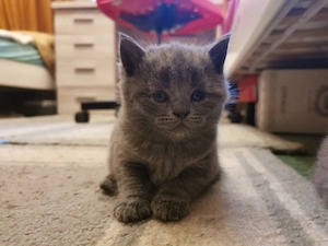 British shorthair blue - imagine 4