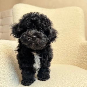 chaniche poodle black mini toy 
