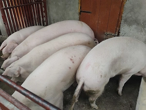 Vand Purcei Mascrii Castratii si Purcele si Porcii