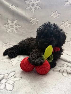 chaniche poodle black 