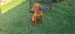 Catei vizsla maghiara  - imagine 2