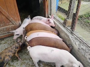 Vand Purcei Mascrii Castratii si Purcele si Porcii