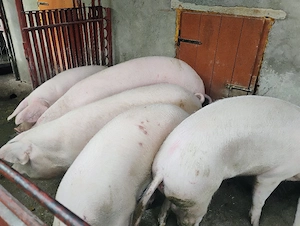 Vand Purcei Mascrii Castratii si Purcele si Porcii