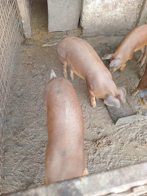 Vând purcele de 5 luni 