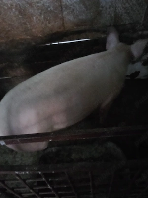 vind porc pt sacrificat intretinut  cu ceriale  