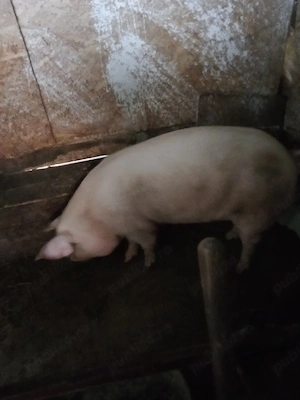vind porc pt sacrificat intretinut  cu ceriale   - imagine 2
