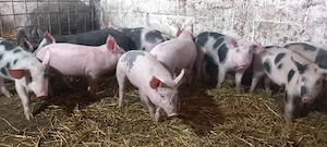 vand purcei de 10 saptamani manca uscat si la turi pret pe toti 260