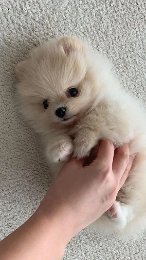 Pomeranian mini toy