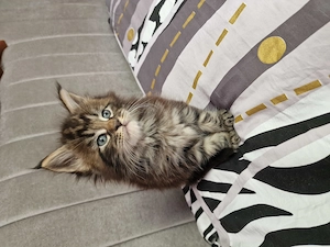 Puiuți maine coon - imagine 2