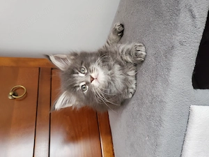 Puiuți maine coon - imagine 3