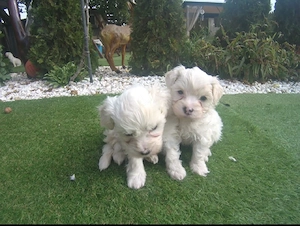 Cățel bichon Maltez & frise - imagine 2