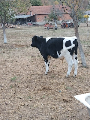 tauras holstein - imagine 2