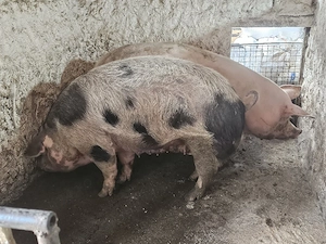 vand 2 scrofite de carne de una 250-260 kg