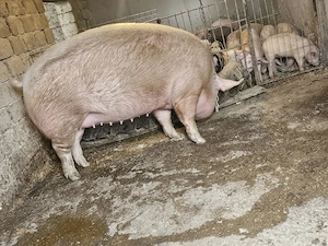vand 2 scrofita de calitate de carne una de 430 kg si una 280 kg  - imagine 5