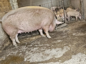 vand 2 scrofita de calitate de carne una de 430 kg si una 280 kg  - imagine 4