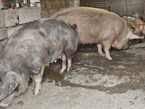 vand 2 scrofita de calitate de carne una de 430 kg si una 280 kg  - imagine 2