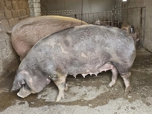vand 2 scrofita de calitate de carne una de 430 kg si una 280 kg 