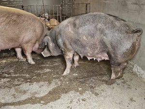 vand 2 scrofita de calitate de carne una de 430 kg si una 280 kg  - imagine 3