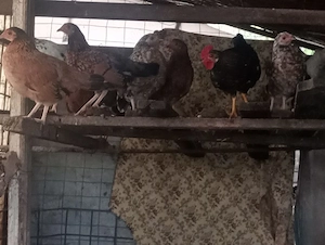 găini   cocoși pitici