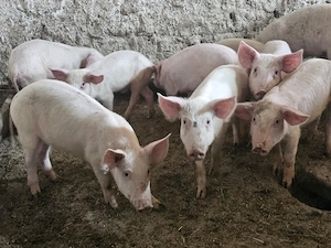 vand 9 purcei de calitate de carne marele alb medie 20 kg