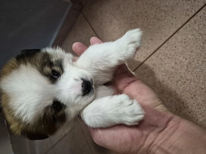 Donez metis bichon 2 luni