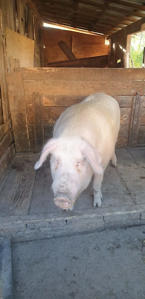 Vând porci grași - imagine 4