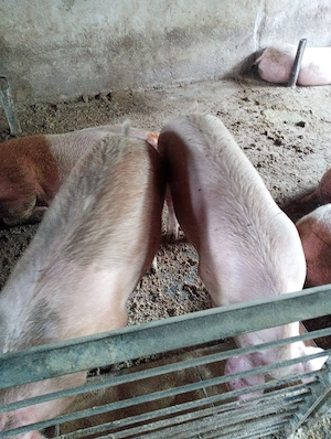 porci de vanzare 