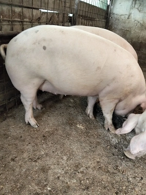 Vand porci de tara.