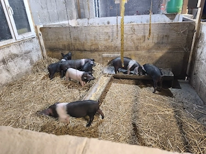 Purcei rasa Bazna