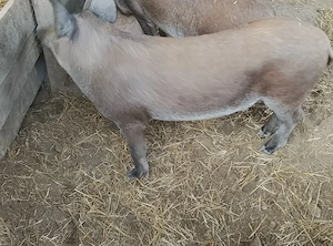 Vand porci 