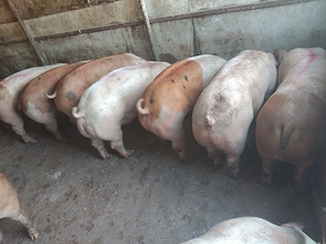 Vand porci și purcei de carne 