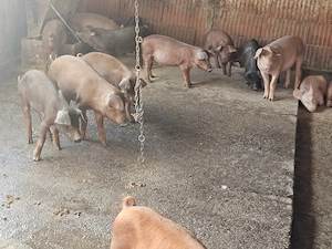 Vand porci și purcei de carne  - imagine 5