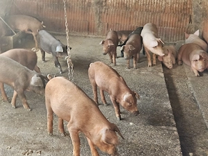 Vand porci și purcei de carne  - imagine 3