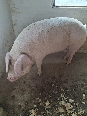 vind porc gras  - imagine 2
