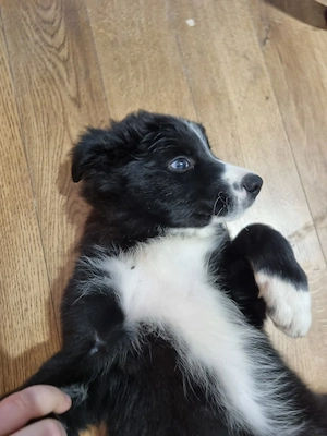 Catel Border Collie cauta stapani iubitori - Berceni, IF - imagine 5
