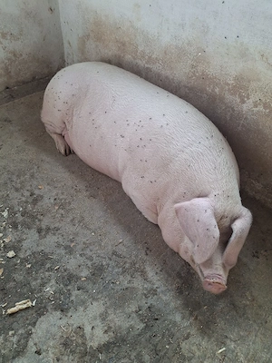 vind porc gras  - imagine 5