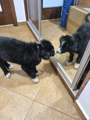 Mascul Border Collie cauta stapani iubitori - Ilfov