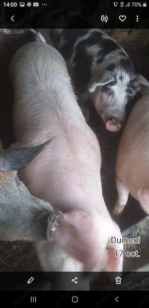 Vand porci pentru tăiat   crescuti în gospodărie  - imagine 2