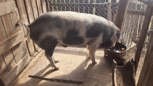 Porc de Vanzare 